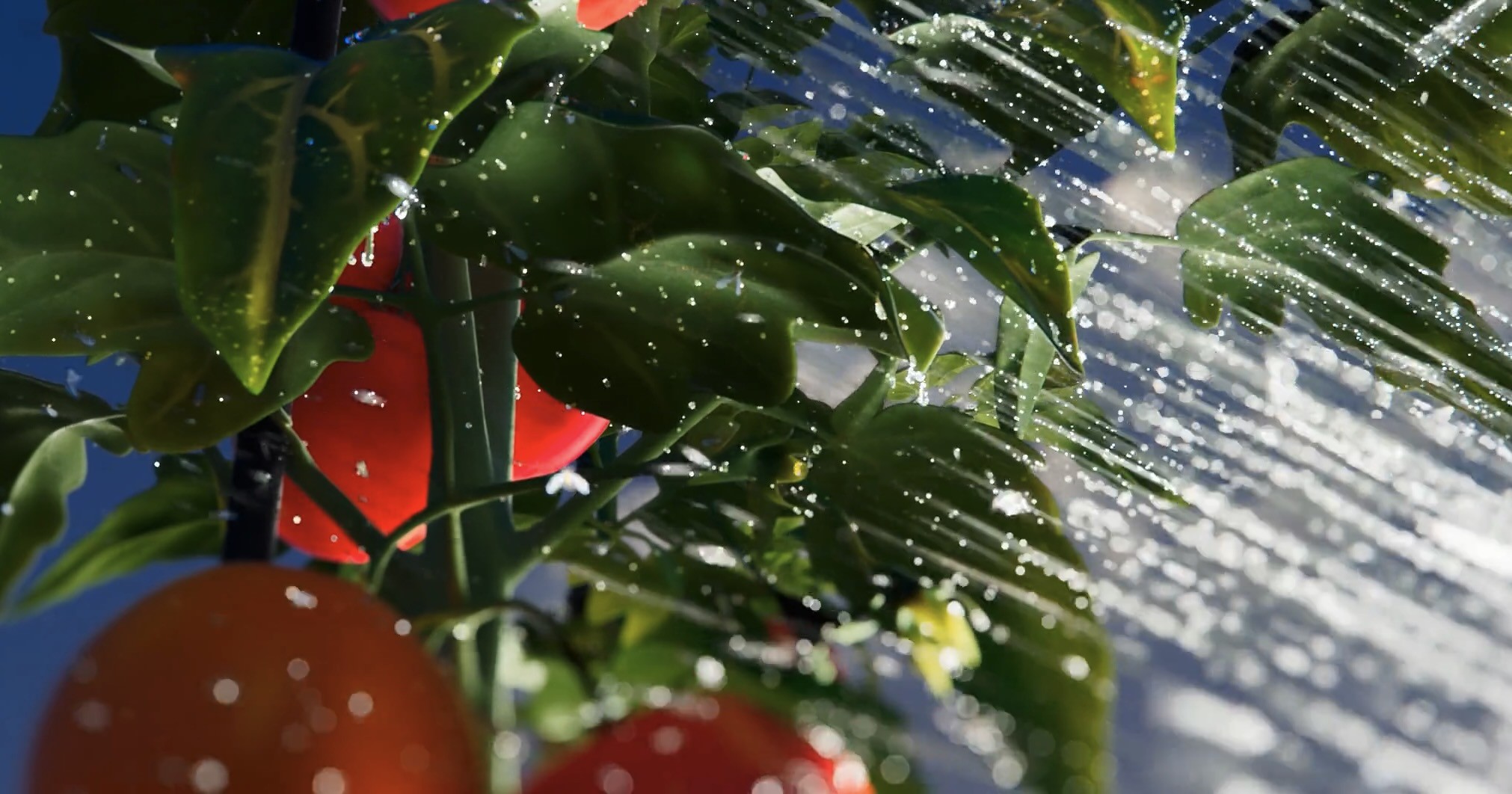 3d animation clos up of tomato plant being watered.jpg